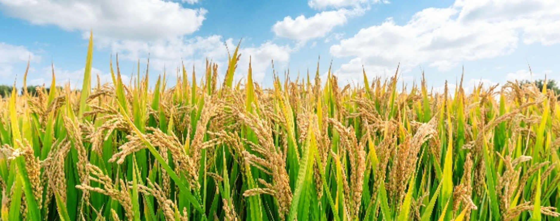 USA Rice Foundation invests in UK growth with new marketing campaign