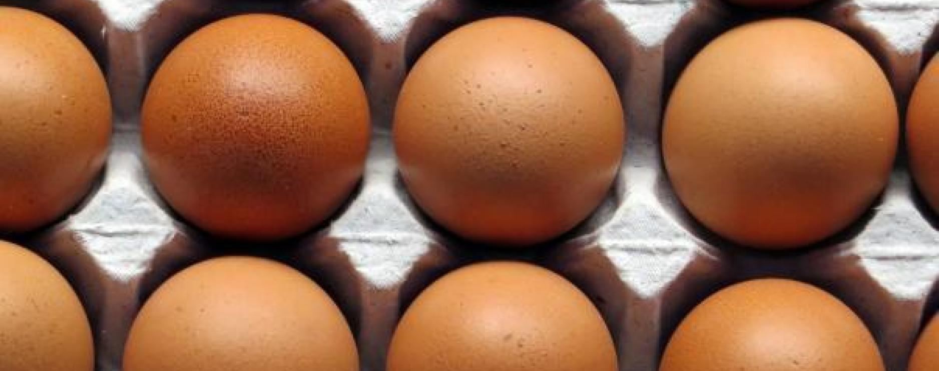 Compassion in World Farming calls on companies to commit to cage-free eggs 