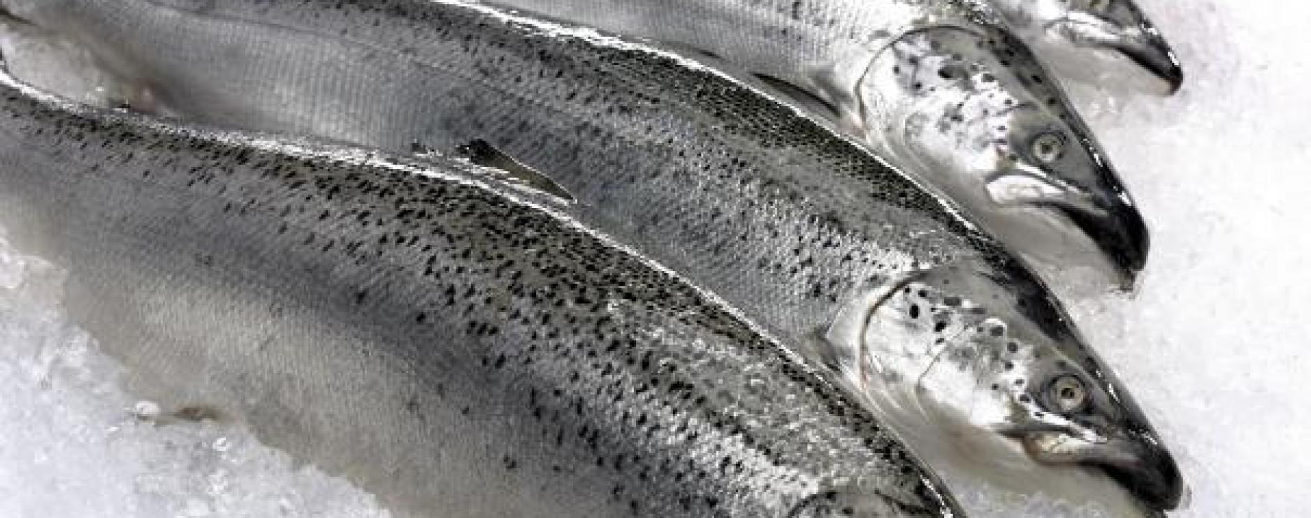 Swapping red meat for forage fish could save 750,000 lives