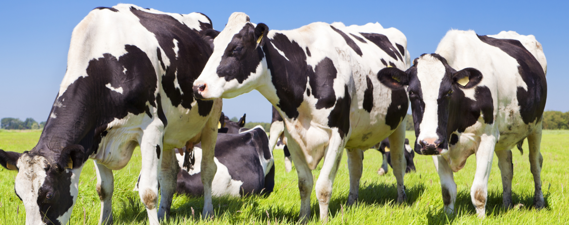 defra public sector food procurement reearch