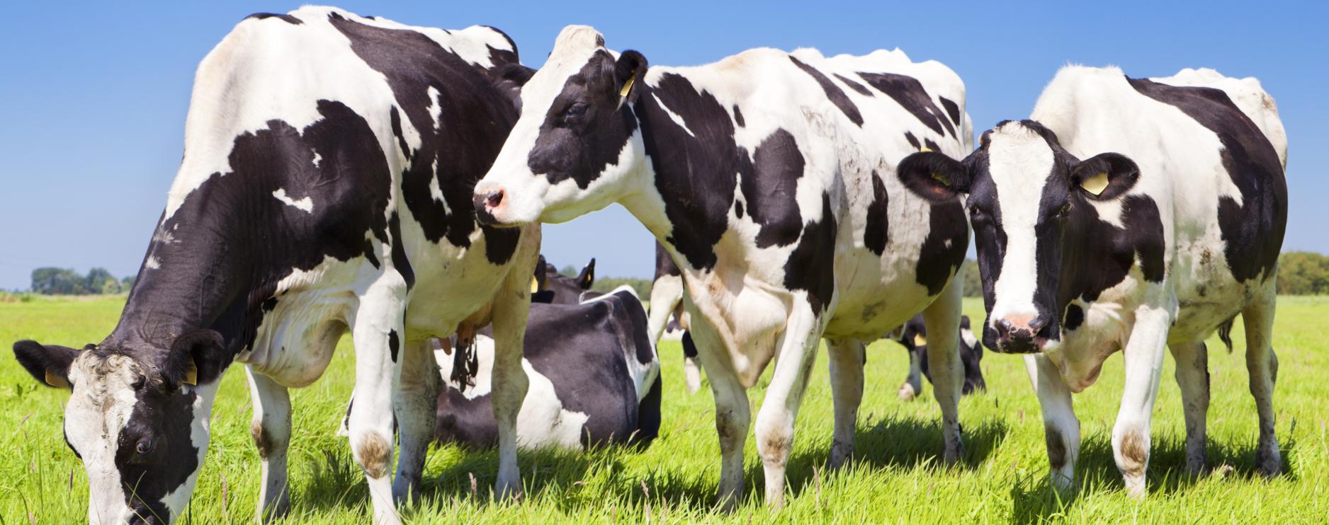 Premier Foods named among top performers for animal welfare