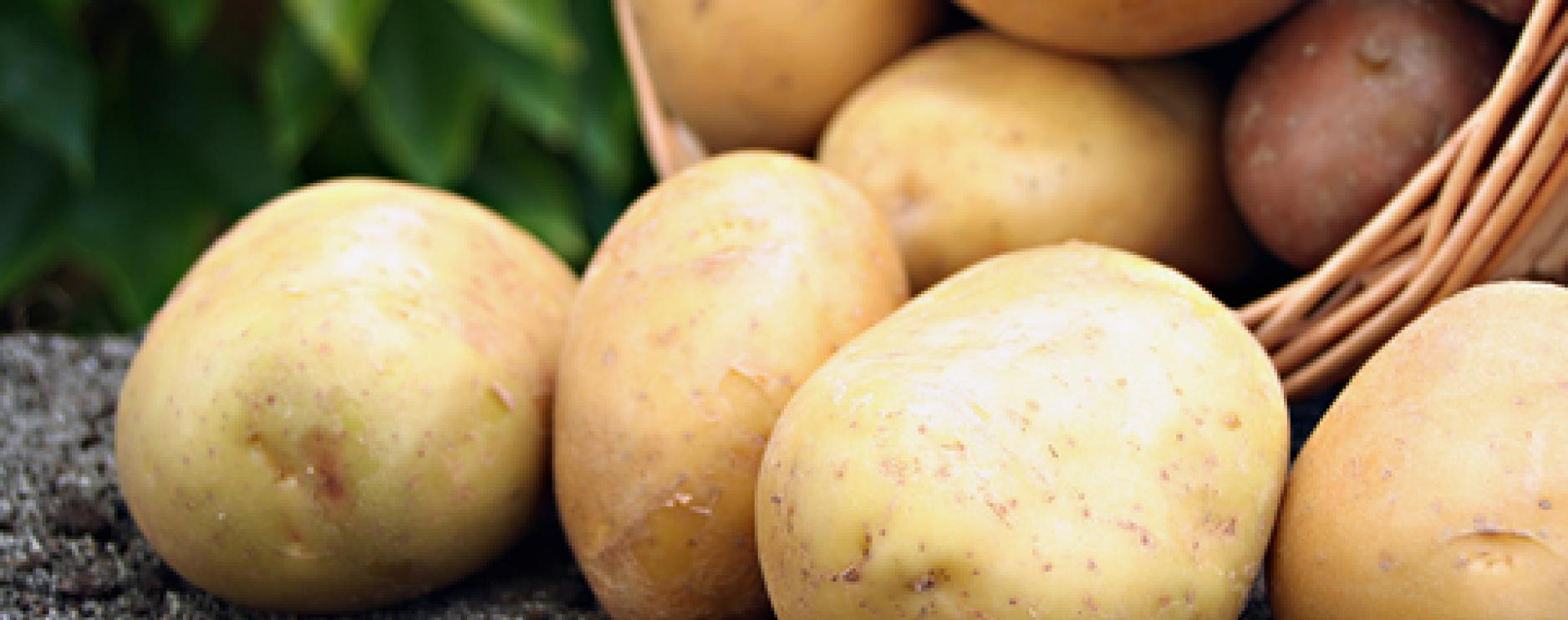 McCain hosts Cropwatch Live event for customers 