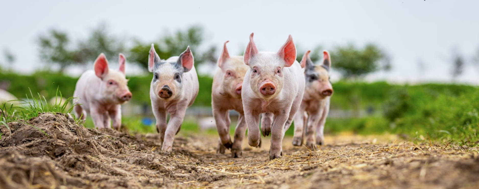 Survey reveals UK adults willing to pay more for higher welfare produce 