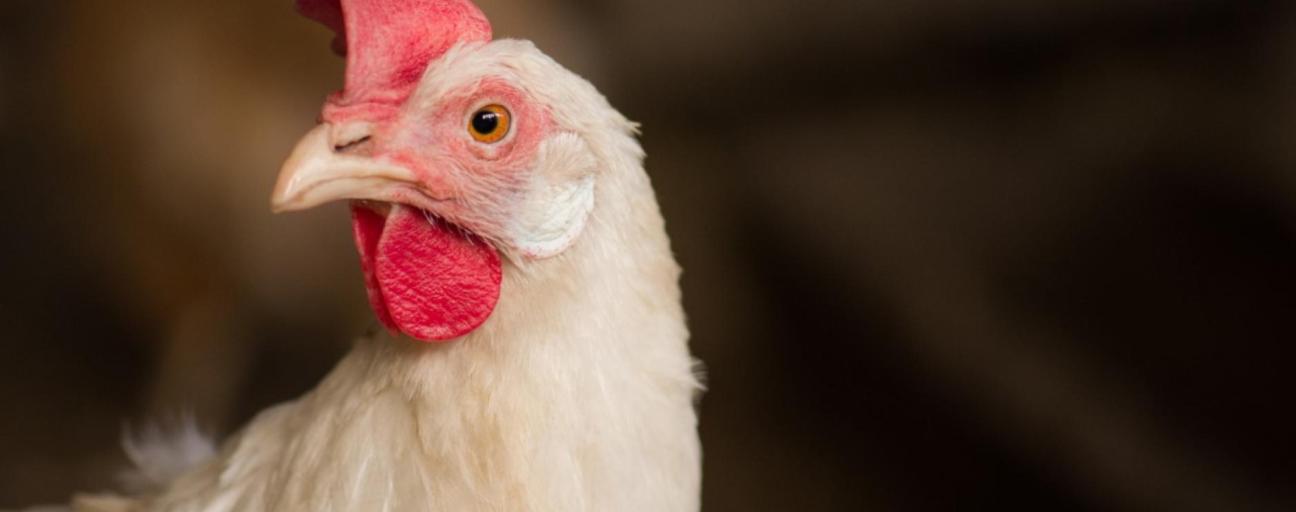 Premier Foods recognised among top performers globally on animal welfare