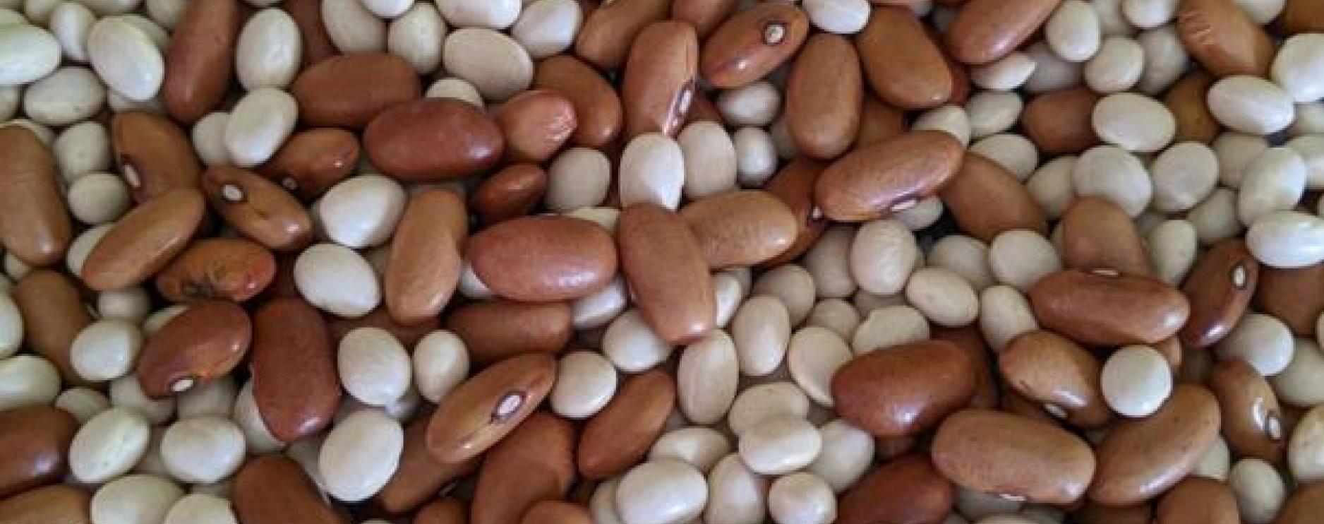 Campaign to launch in Autumn encouraging people to eat more beans