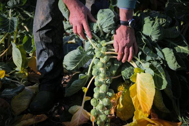 Achnagairn Farm Growing opportunities to supply Scotland’s public sector