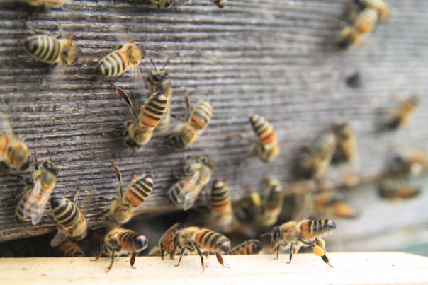 Bidfood backs British bees