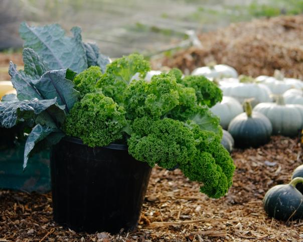 Soil Association welcomes Welsh Government’s Community Food Strategy Soil Association welcomes Welsh Government’s Community Food Strategy