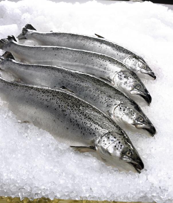 Swapping red meat for forage fish could save 750,000 lives