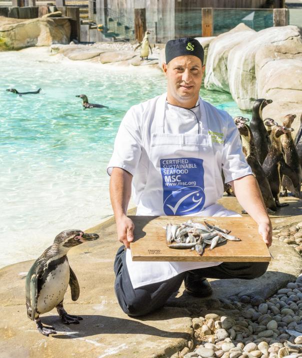 CH&Co chef Nassim Laziru celebrates MSC certification with the penguins at ZSL London Zoo CH&Co chef Nassim Laziru celebrates MSC certification with the penguins at ZSL L