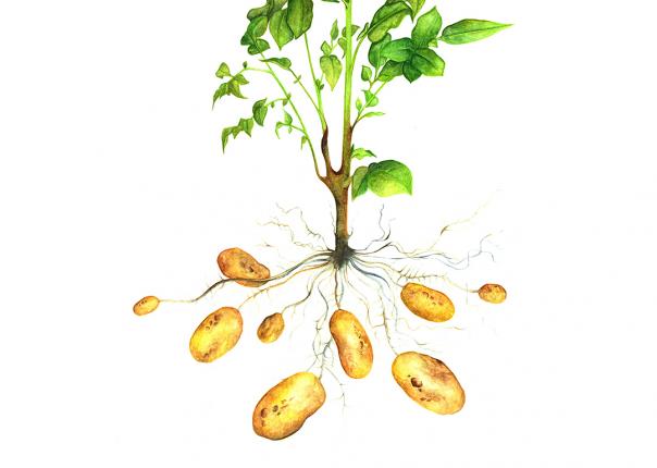 The potato, a focus of the food waste network, is featured in this exclusive illustration by artist Karen Green as January's plant of the month for International Year of Plant Health 2020 The potato, a focus of the food waste network, is featured in this exclusive illustration by artist Karen Green as January's plant of the month for International Year of Plant Health 2020