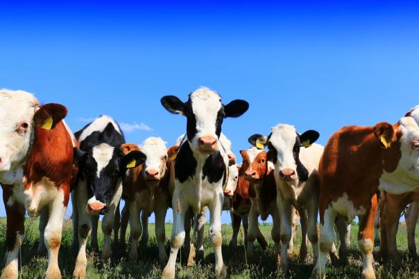 meat companies carbon taxes report fairr