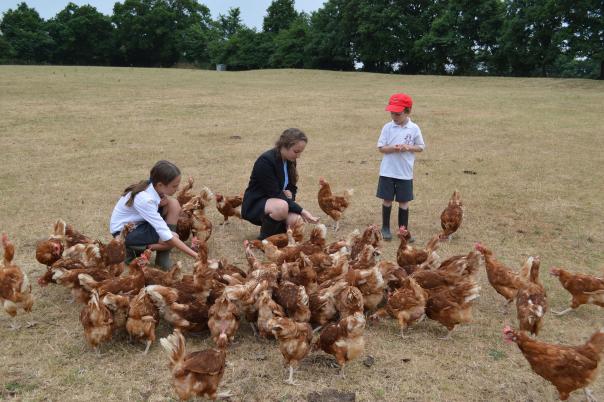 Surrey Primary Schools partnered with Pelican Procurement Services and Bidvest 3663 Surrey Primary Schools achieve ‘Gold’ Food for Life accreditation
