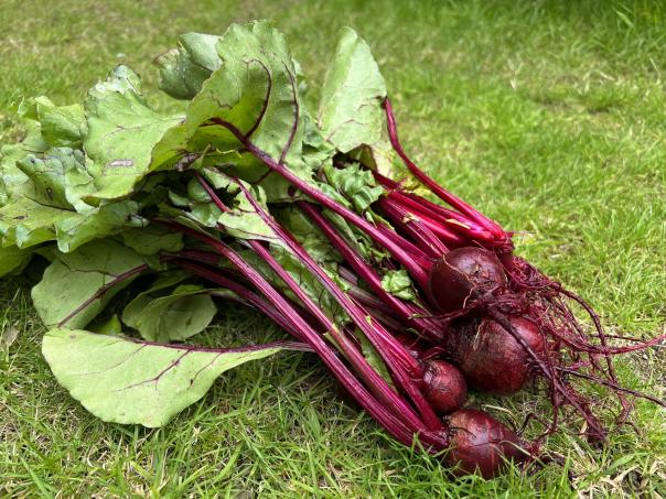Beetroot Beetroot