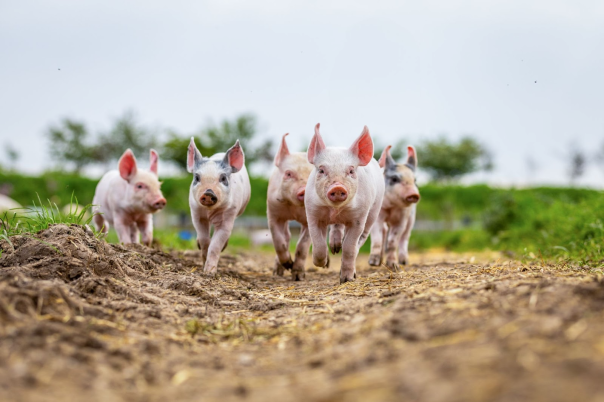 Survey reveals UK adults willing to pay more for higher welfare produce Survey reveals UK adults willing to pay more for higher welfare produce