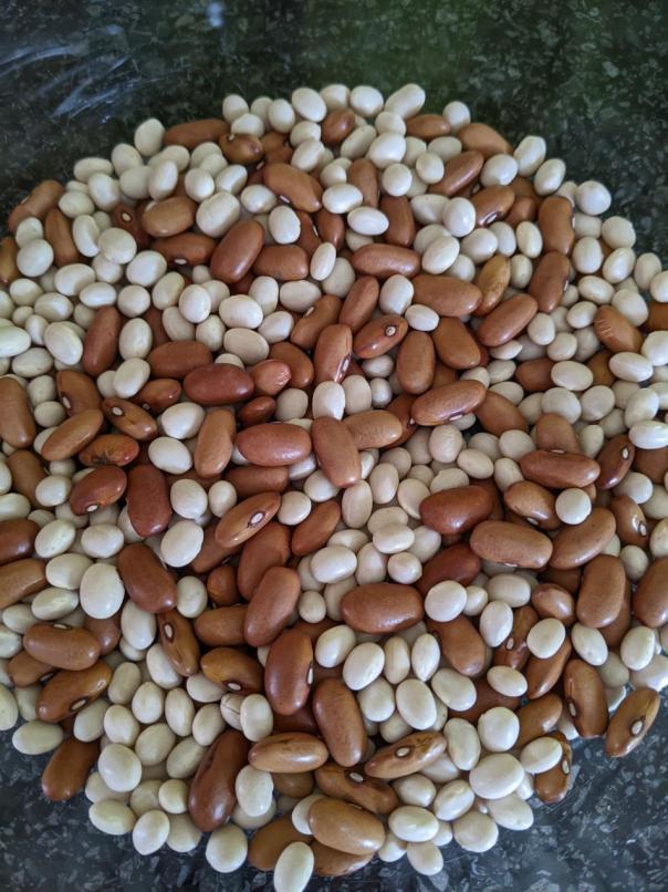 Campaign to launch in Autumn encouraging people to eat more beans