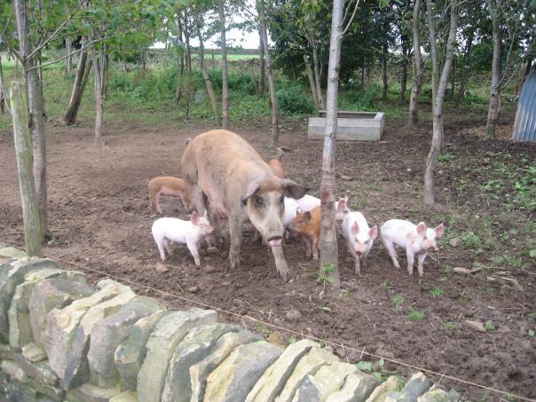 Whirlow Hall Farm pigs will be helping feed school children in Sheffield