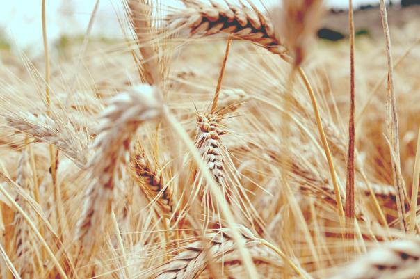 Tritordeum, a sustainable ingredient that is making headway in Europe