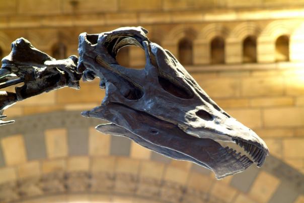 Dippy the Diplodocus Sodexo to give clients a chance to dine with a Diplodocus